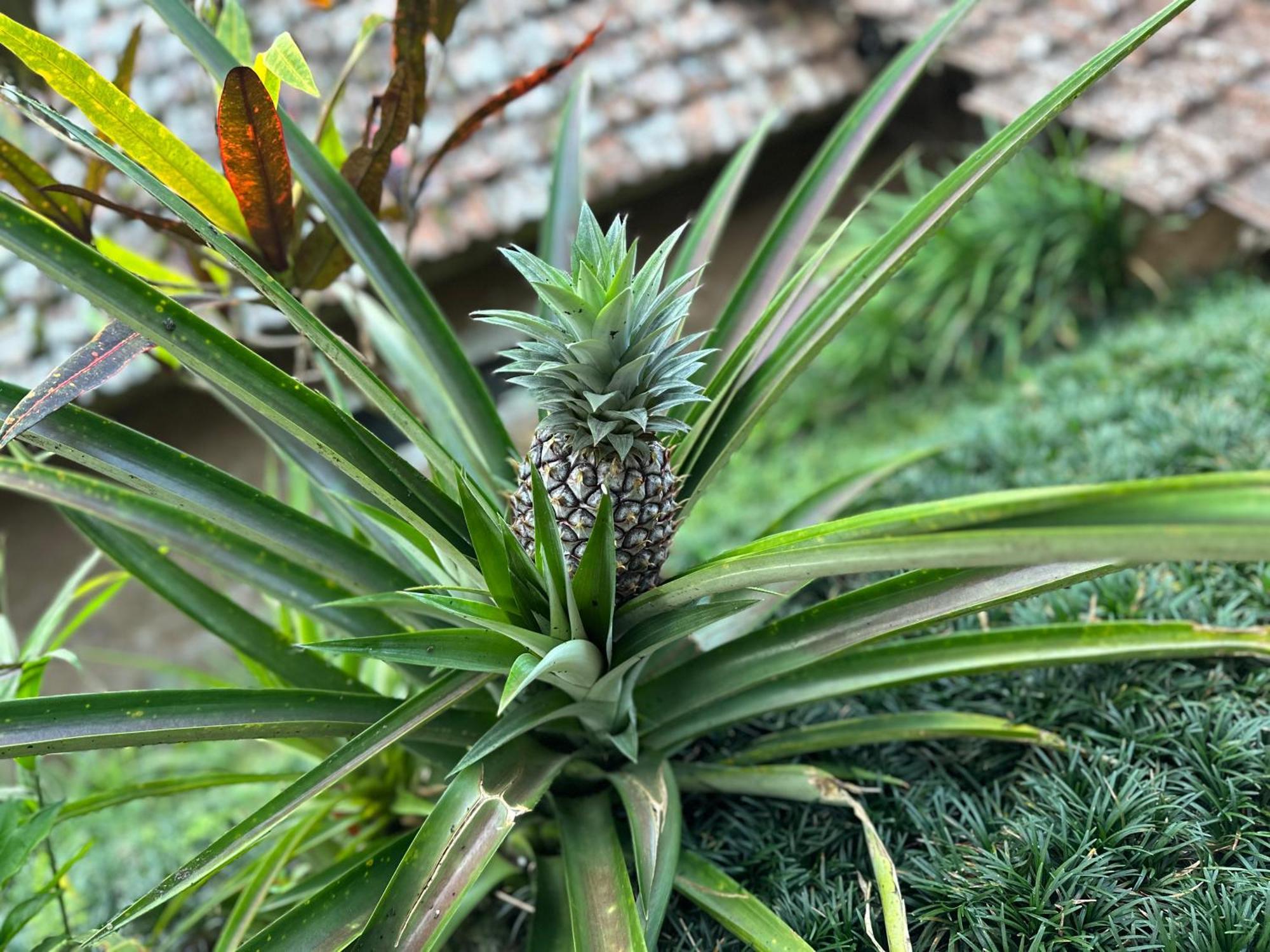 Oemah Tepi Sawah Vila Jatiluwih Exterior foto